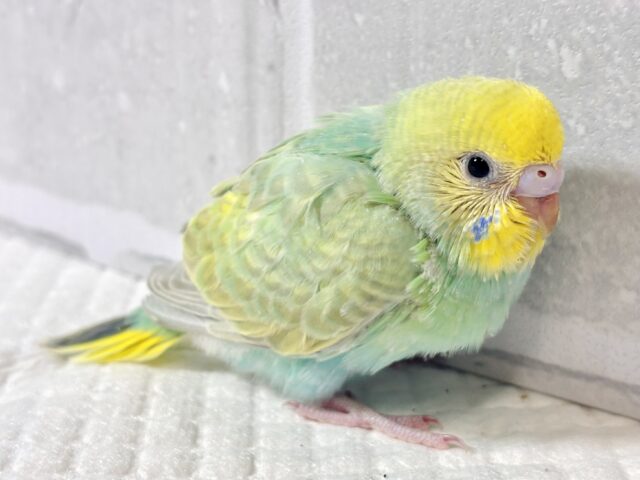 花曇りの空の下、セキセイインコちゃんず来てくれましたよ〜🌸☁️・.。*・.。* セキセイインコ