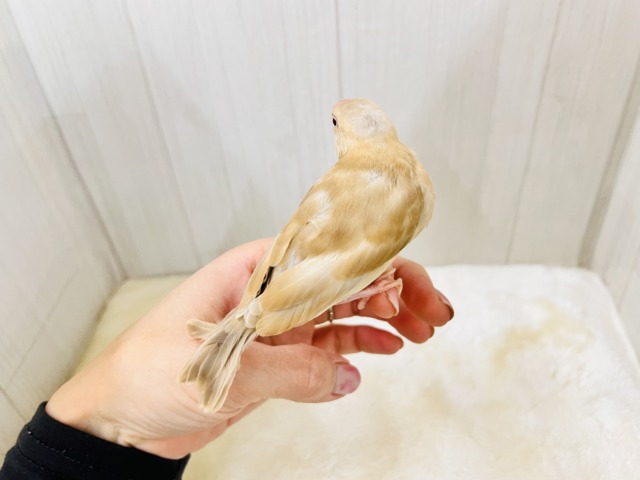 画像更新☆きなこカラーで優しい色味✨シナモン文鳥さん入荷しました❤️ シナモン文鳥