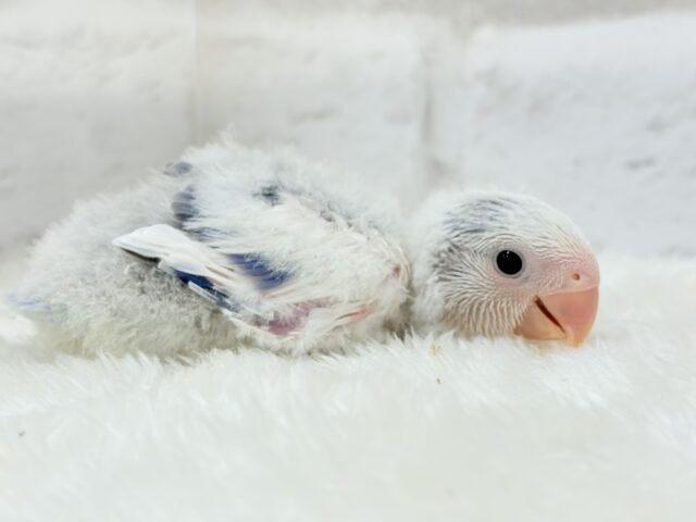 【最新画像更新🪄】わくわくどきどき♡コザクラインコ(バイオレットオパーリンパイド) ヒナ コザクラインコ(小桜インコ)