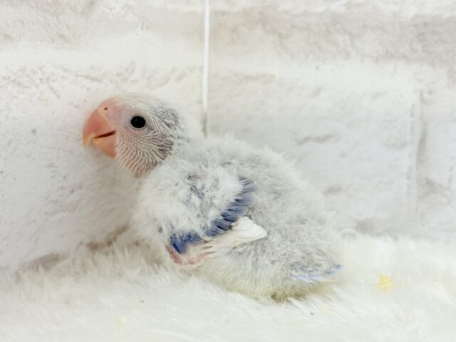 【最新画像更新🪄】わくわくどきどき♡コザクラインコ(バイオレットオパーリンパイド) ヒナ コザクラインコ(小桜インコ)