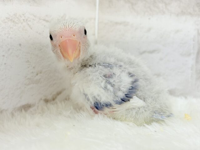【最新画像更新🪄】わくわくどきどき♡コザクラインコ(バイオレットオパーリンパイド) ヒナ コザクラインコ(小桜インコ)