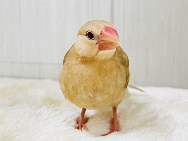 シナモン文鳥