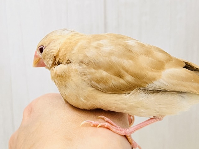 シナモン文鳥