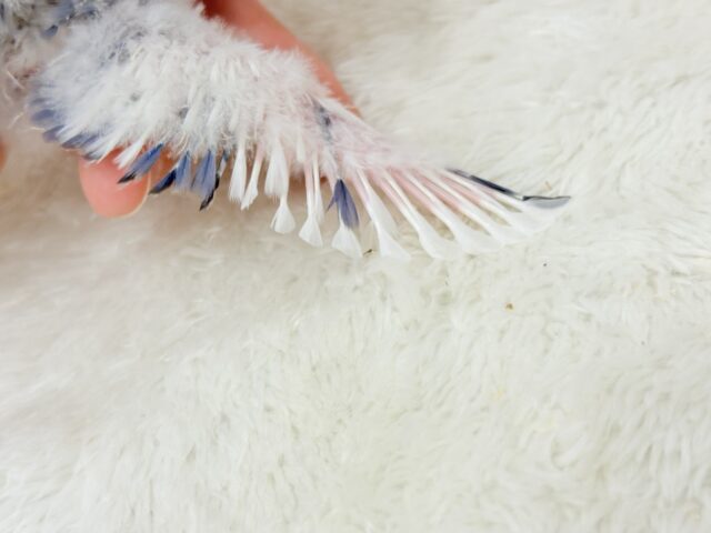 【最新画像更新🪄】わくわくどきどき♡コザクラインコ(バイオレットオパーリンパイド) ヒナ コザクラインコ(小桜インコ)