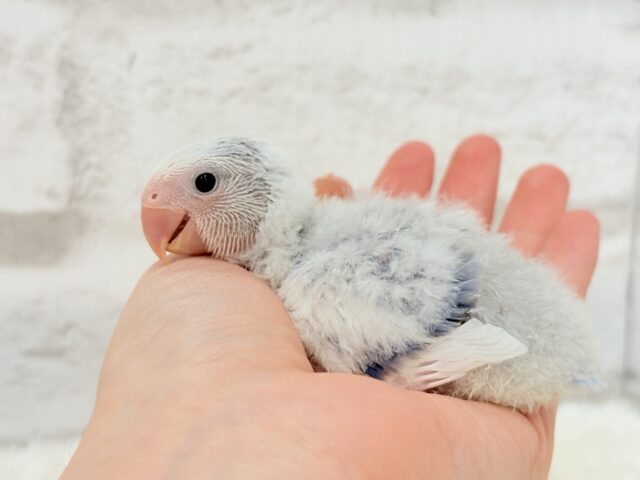 【最新画像更新🪄】わくわくどきどき♡コザクラインコ(バイオレットオパーリンパイド) ヒナ コザクラインコ(小桜インコ)