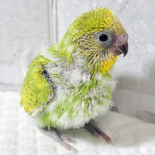 花曇りの空の下、セキセイインコちゃんず来てくれましたよ〜🌸☁️・.。*・.。* セキセイインコ