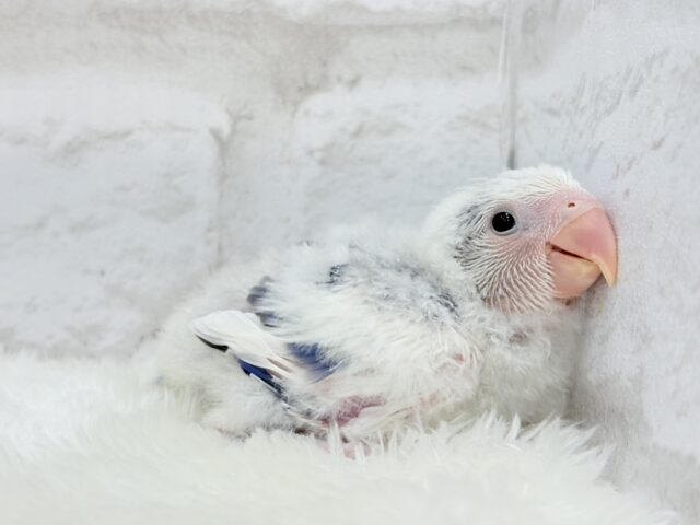 【最新画像更新🪄】わくわくどきどき♡コザクラインコ(バイオレットオパーリンパイド) ヒナ コザクラインコ(小桜インコ)