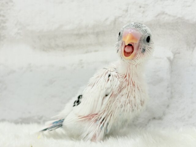 【最新画像更新🪄】春の陽気に思い浮かべるは…ごましおちゃん⸜🍙⸝セキセイインコ(白ハルクイン) ヒナ セキセイインコ