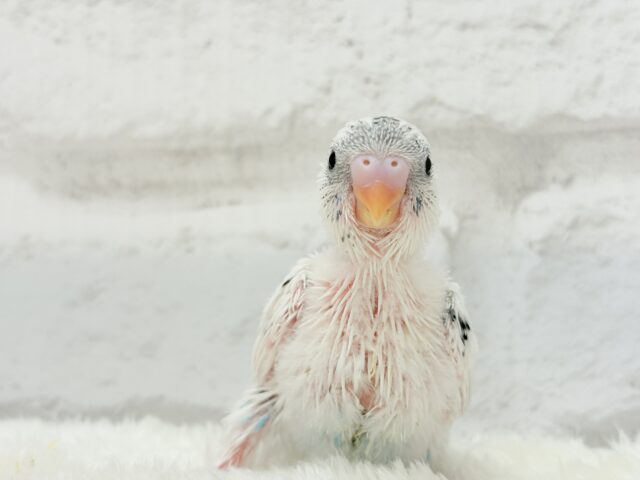 【最新画像更新🪄】春の陽気に思い浮かべるは…ごましおちゃん⸜🍙⸝セキセイインコ(白ハルクイン) ヒナ セキセイインコ