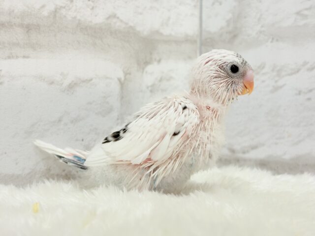 【最新画像更新🪄】春の陽気に思い浮かべるは…ごましおちゃん⸜🍙⸝セキセイインコ(白ハルクイン) ヒナ セキセイインコ