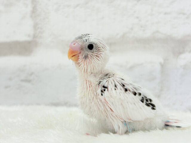 【最新画像更新🪄】春の陽気に思い浮かべるは…ごましおちゃん⸜🍙⸝セキセイインコ(白ハルクイン) ヒナ セキセイインコ