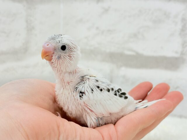 【最新画像更新🪄】春の陽気に思い浮かべるは…ごましおちゃん⸜🍙⸝セキセイインコ(白ハルクイン) ヒナ セキセイインコ