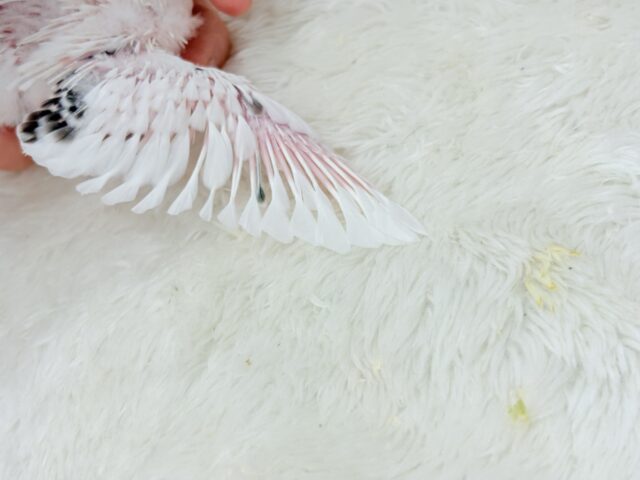 【最新画像更新🪄】春の陽気に思い浮かべるは…ごましおちゃん⸜🍙⸝セキセイインコ(白ハルクイン) ヒナ セキセイインコ