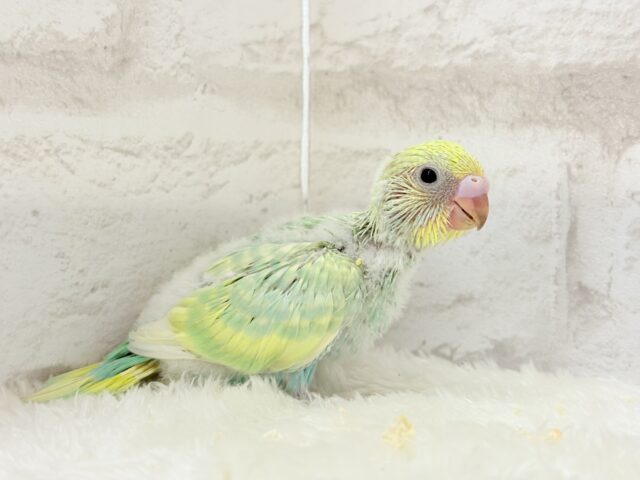 【最新画像更新🪄】お昼寝大好き♡しゅわっとメロン🍈💚セキセイインコ(パステルカラーレインボー) ヒナ セキセイインコ