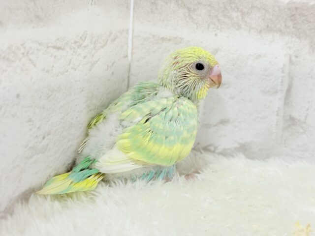 【最新画像更新🪄】お昼寝大好き♡しゅわっとメロン🍈💚セキセイインコ(パステルカラーレインボー) ヒナ セキセイインコ