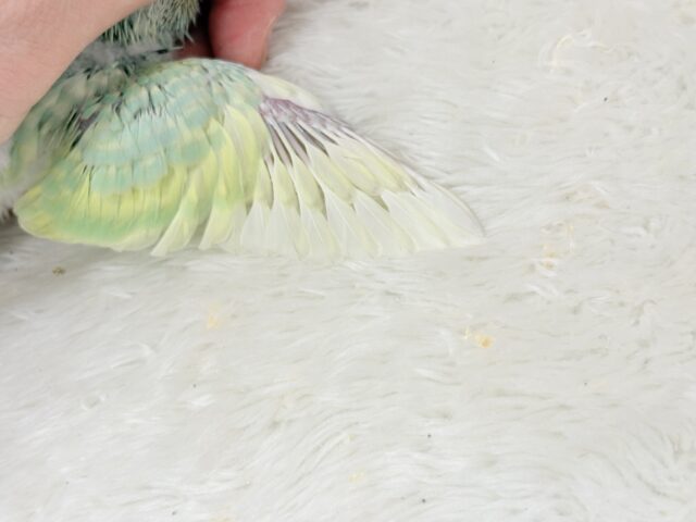 【最新画像更新🪄】お昼寝大好き♡しゅわっとメロン🍈💚セキセイインコ(パステルカラーレインボー) ヒナ セキセイインコ