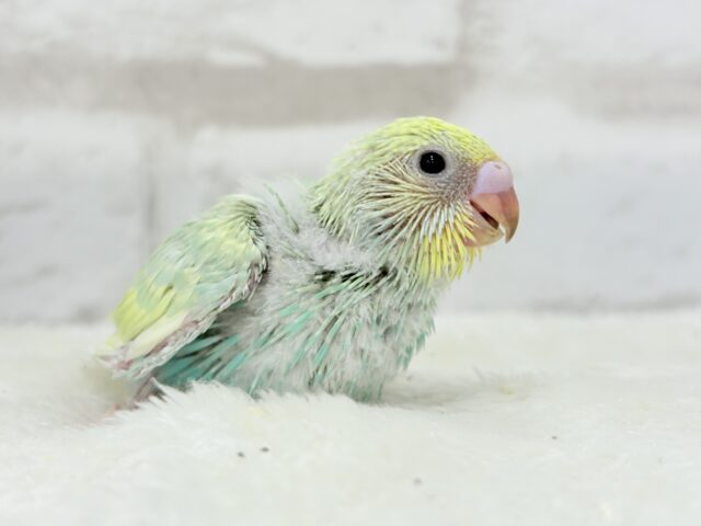 【最新画像更新🪄】お昼寝大好き♡しゅわっとメロン🍈💚セキセイインコ(パステルカラーレインボー) ヒナ セキセイインコ