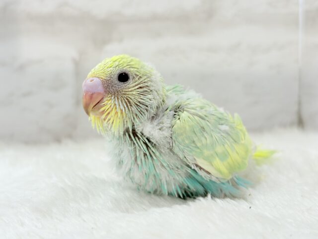 【最新画像更新🪄】お昼寝大好き♡しゅわっとメロン🍈💚セキセイインコ(パステルカラーレインボー) ヒナ セキセイインコ