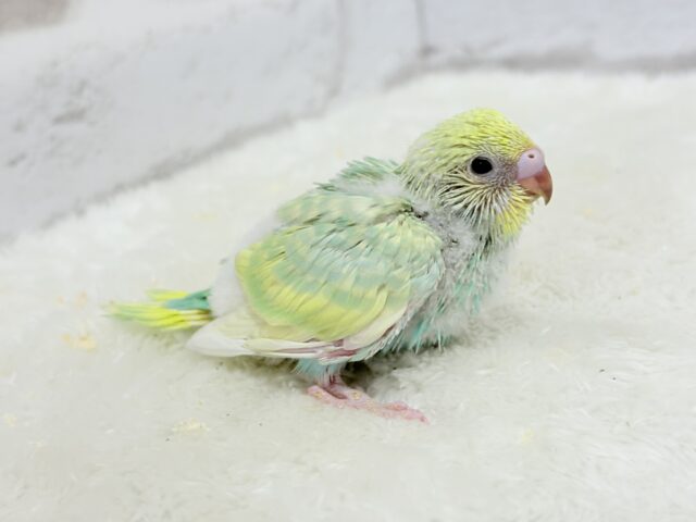 【最新画像更新🪄】お昼寝大好き♡しゅわっとメロン🍈💚セキセイインコ(パステルカラーレインボー) ヒナ セキセイインコ