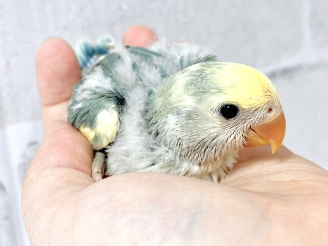 コザクラインコ ブルーパイド 💙🪷* ゚ コザクラインコ(小桜インコ)