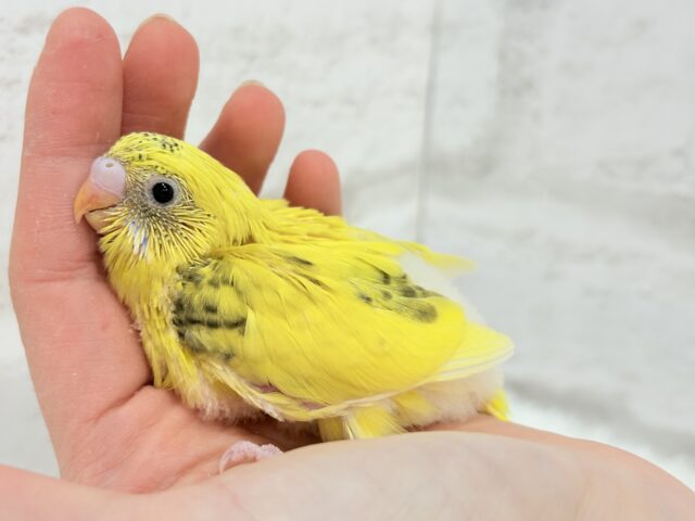 唯一無二☆ピヨピヨ歌うのりたまちゃん🐣💛セキセイインコ(黄色ハルクイン) ヒナ セキセイインコ