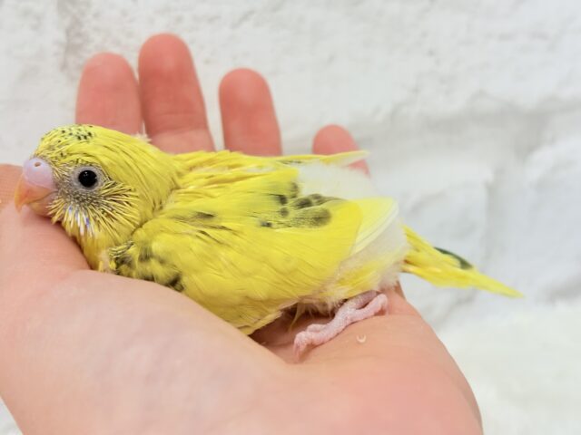 唯一無二☆ピヨピヨ歌うのりたまちゃん🐣💛セキセイインコ(黄色ハルクイン) ヒナ セキセイインコ