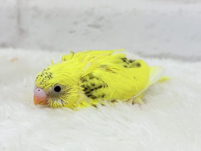 唯一無二☆ピヨピヨ歌うのりたまちゃん🐣💛セキセイインコ(黄色ハルクイン) ヒナ セキセイインコ