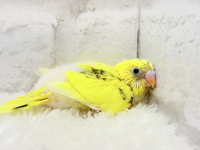 唯一無二☆ピヨピヨ歌うのりたまちゃん🐣💛セキセイインコ(黄色ハルクイン) ヒナ セキセイインコ