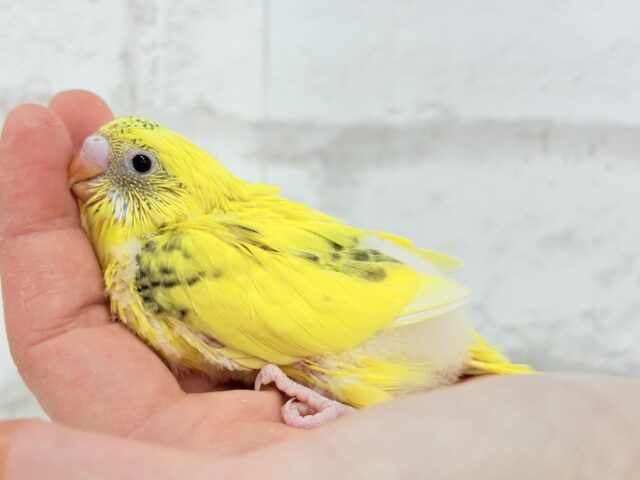 唯一無二☆ピヨピヨ歌うのりたまちゃん🐣💛セキセイインコ(黄色ハルクイン) ヒナ セキセイインコ