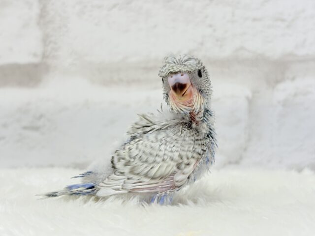 【最新画像更新🪄】魅力たくさんカッパちゃん🐣🌀梵天セキセイインコ(スパングル) ヒナ 梵天セキセイインコ
