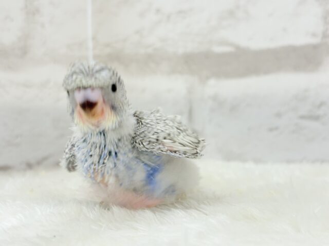 【最新画像更新🪄】魅力たくさんカッパちゃん🐣🌀梵天セキセイインコ(スパングル) ヒナ 梵天セキセイインコ