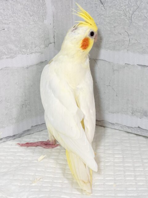 オカメインコ