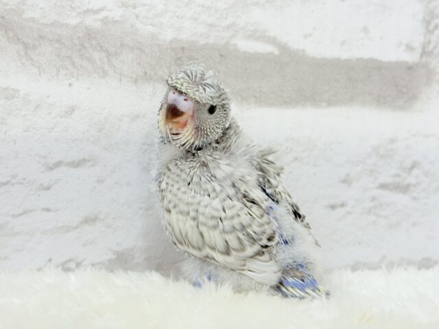 【最新画像更新🪄】魅力たくさんカッパちゃん🐣🌀梵天セキセイインコ(スパングル) ヒナ 梵天セキセイインコ