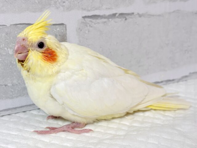 オカメインコ