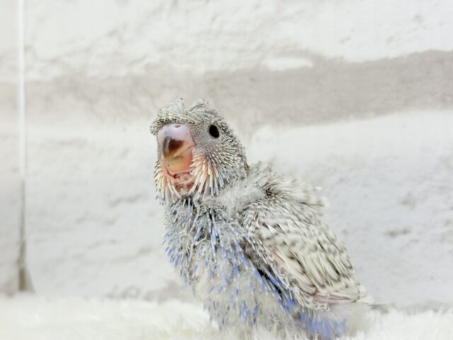 【最新画像更新🪄】魅力たくさんカッパちゃん🐣🌀梵天セキセイインコ(スパングル) ヒナ 梵天セキセイインコ