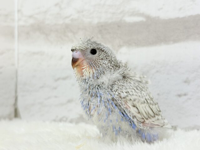 【最新画像更新🪄】魅力たくさんカッパちゃん🐣🌀梵天セキセイインコ(スパングル) ヒナ 梵天セキセイインコ