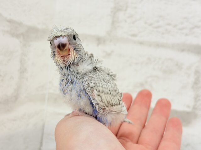 【最新画像更新🪄】魅力たくさんカッパちゃん🐣🌀梵天セキセイインコ(スパングル) ヒナ 梵天セキセイインコ