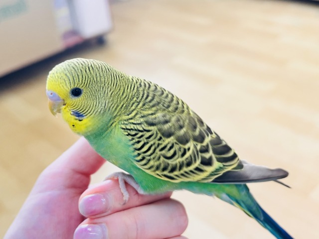 最新画像更新✨しましま🌀逆に希少カラー🍀ノーマルカラーのセキセイインコ(ヒナ)入荷しました❤️ セキセイインコ