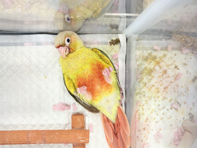 【最新画像更新🪄ひとり餌になりました☆】南国育ちのフレッシュ果実🐣🍍💖ウロコインコ(パイナップル) ヒナ ホオミドリウロコインコ