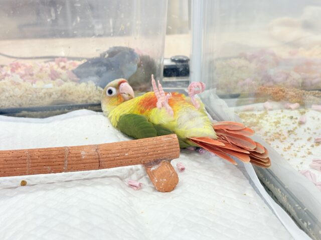 【最新画像更新🪄ひとり餌になりました☆】南国育ちのフレッシュ果実🐣🍍💖ウロコインコ(パイナップル) ヒナ ホオミドリウロコインコ