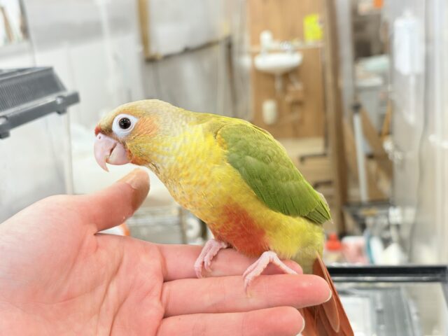 【最新画像更新🪄ひとり餌になりました☆】南国育ちのフレッシュ果実🐣🍍💖ウロコインコ(パイナップル) ヒナ ホオミドリウロコインコ