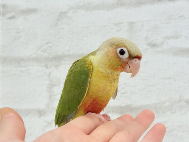【最新画像更新🪄ひとり餌になりました☆】南国育ちのフレッシュ果実🐣🍍💖ウロコインコ(パイナップル) ヒナ ホオミドリウロコインコ