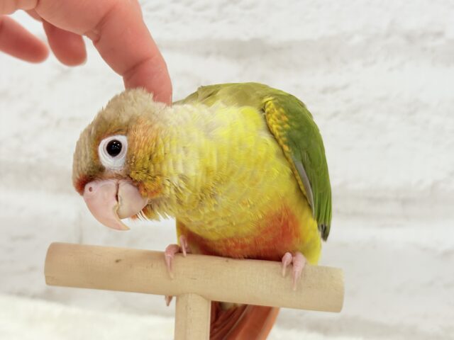 【最新画像更新🪄ひとり餌になりました☆】南国育ちのフレッシュ果実🐣🍍💖ウロコインコ(パイナップル) ヒナ ホオミドリウロコインコ