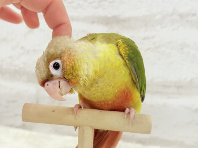 【最新画像更新🪄ひとり餌になりました☆】南国育ちのフレッシュ果実🐣🍍💖ウロコインコ(パイナップル) ヒナ ホオミドリウロコインコ