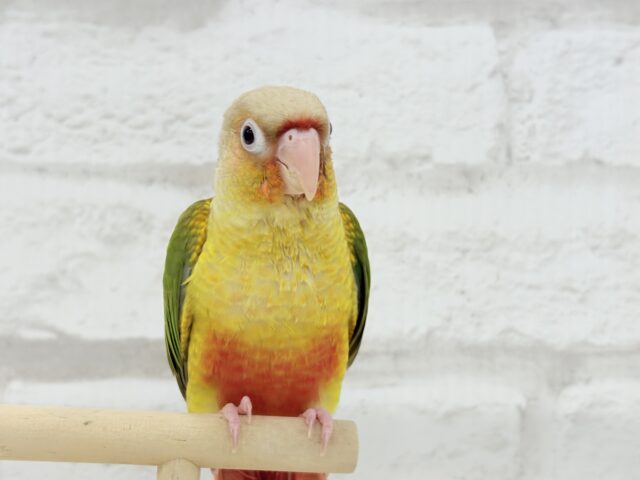 【最新画像更新🪄ひとり餌になりました☆】南国育ちのフレッシュ果実🐣🍍💖ウロコインコ(パイナップル) ヒナ ホオミドリウロコインコ