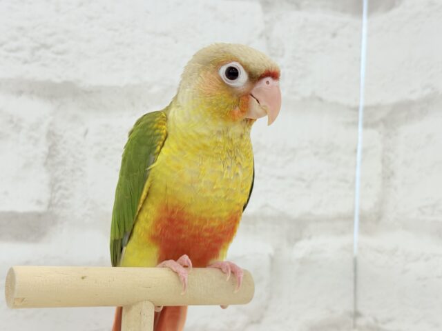 【最新画像更新🪄ひとり餌になりました☆】南国育ちのフレッシュ果実🐣🍍💖ウロコインコ(パイナップル) ヒナ ホオミドリウロコインコ