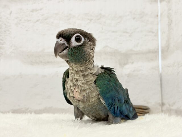 【最新画像・動画更新🪄】ツヤツヤキラキラ✨宝石みたいなわた毛ちゃん🐣💎💫ウロコインコ(バイオレット) ヒナ ホオミドリウロコインコ