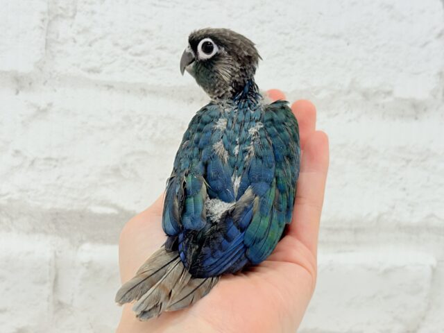 【最新画像・動画更新🪄】ツヤツヤキラキラ✨宝石みたいなわた毛ちゃん🐣💎💫ウロコインコ(バイオレット) ヒナ ホオミドリウロコインコ