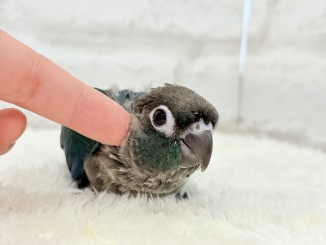 【最新画像・動画更新🪄】ツヤツヤキラキラ✨宝石みたいなわた毛ちゃん🐣💎💫ウロコインコ(バイオレット) ヒナ ホオミドリウロコインコ
