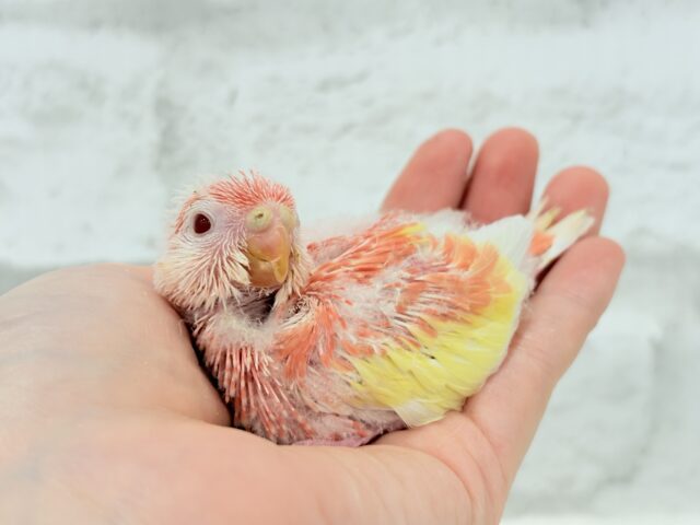 フルーツ国のわた毛ヒナちゃん🐣🍑💖アキクサインコ(ルビノー) ヒナ アキクサインコ(秋草インコ)